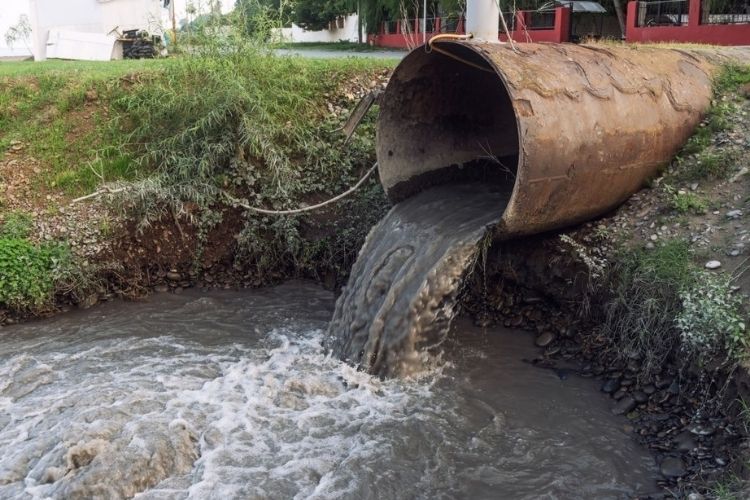 Effects of wastewater pollutants