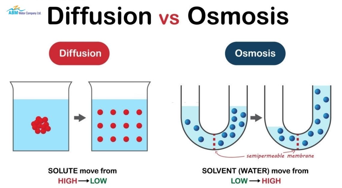 Difference Between Osmosis And Diffusion