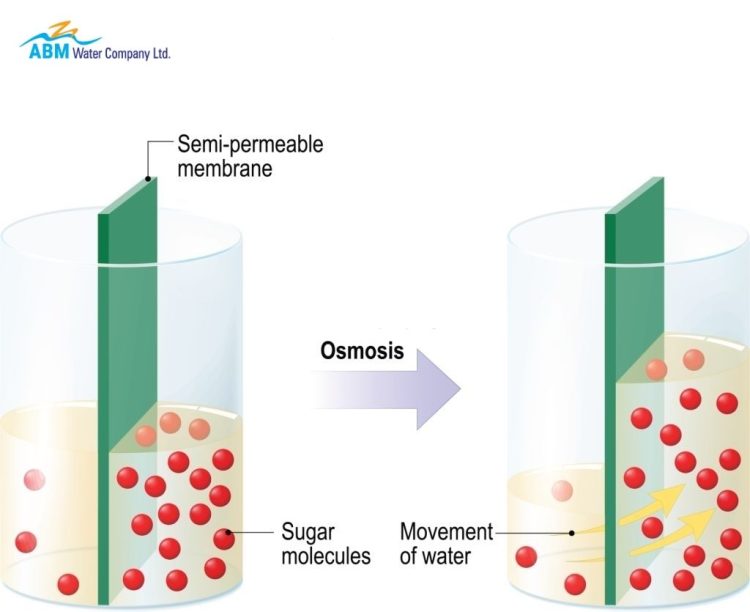 Difference Between Osmosis and Diffusion - ABM Water Company