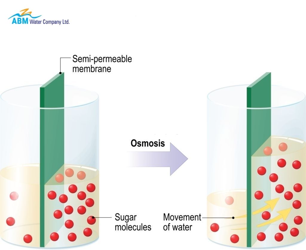 Importance Of Osmosis